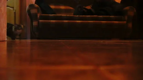 Cat chasing laser pointer towards camera. Slowmo Video stock 85575852