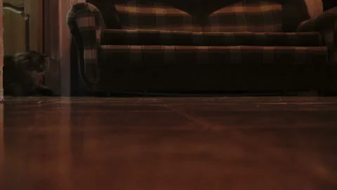 Cat chasing laser pointer towards camera. Slowmo Stock Footage 85576075