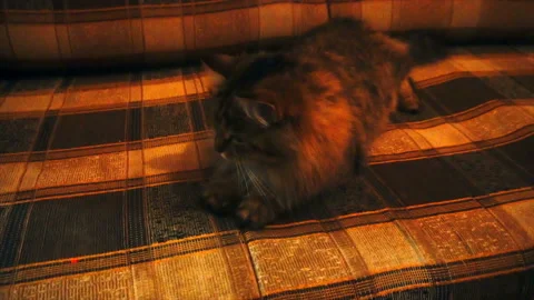 Cat chasing laser pointer towards camera. Slowmo Stock Footage 85576521