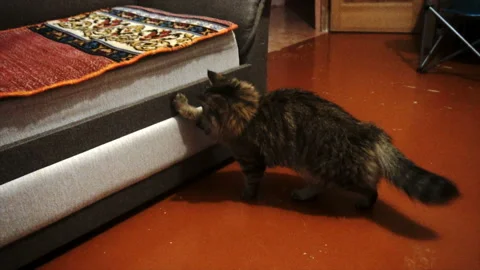 Cat chasing laser pointer towards camera. Slowmo 스톡 동영상 85597765