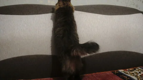 Cat chasing laser pointer towards camera. Slowmo 스톡 동영상 85598087