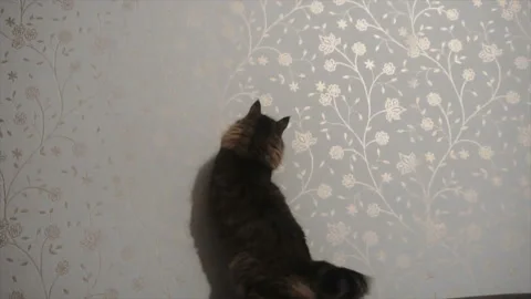 Cat chasing laser pointer towards camera. Slowmo 스톡 동영상 85598735