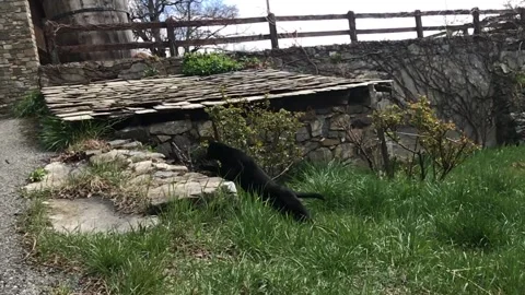 Cat chasing a mouse, slow motion, predator, domestic animal Stock Footage 153324221