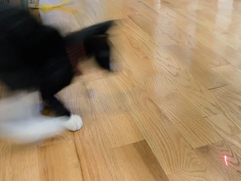 Cat chasing red dot laser pointer Video stock 80324041