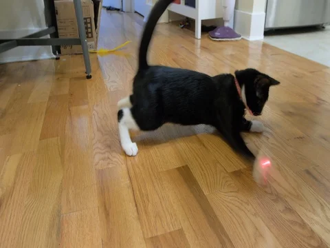 Cats chasing laser lights hotsell