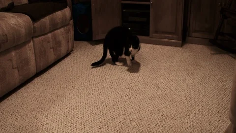 Cat Chasing Red Dot From Laser Pointer Stock-Footage 107954983