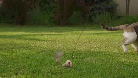 Cat Chasing Toy Mouse Across Green Lawn Stock Video Pond5