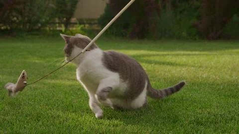 Cat Chasing Toy Mouse in Backyard Grass Stock Footage 312315921