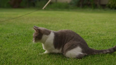 Cat chasing toy mouse on grassy lawn Stock Footage 326629969