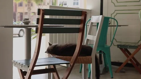 Cat on chear soft focus Stock Footage 238630685