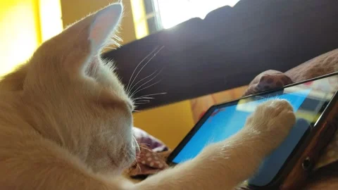 Cat checking fish news in smartphone Stock Footage 151767476