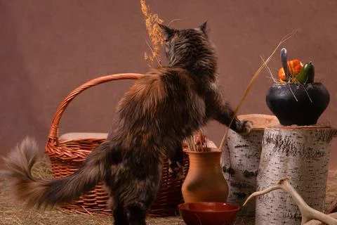 Cat checking out and inspecting ancient kitchen Stock Photos