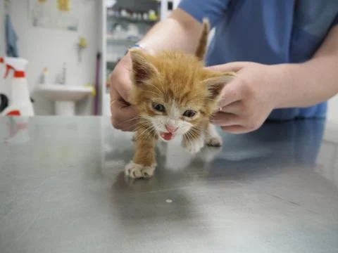 Cat checkup at the vet. Stock Photos