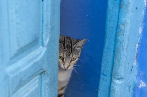 Cat of Chefchaouen Stock Photos