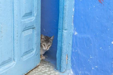 Cat of Chefchaouen Stock Photos
