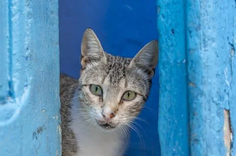 Cat of Chefchaouen Stock Photos