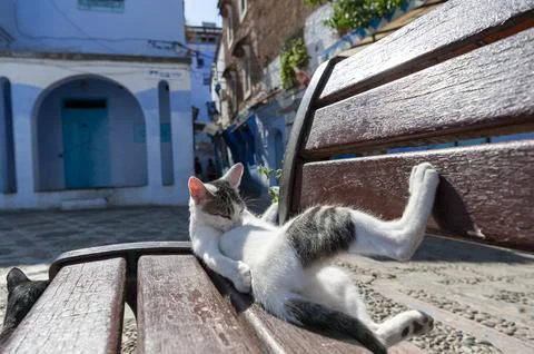 Cat of Chefchaouen Stock Photos