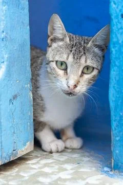 Cat of Chefchaouen Stock Photos