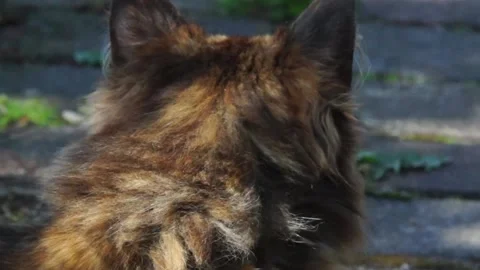 Cat cherepashka Stock Footage 131673961