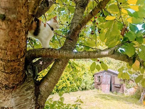 Cat on a cherry tree with a hut in summer Stock Photos
