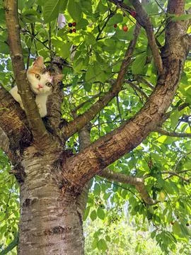 Cat in a cherry tree in summer Stock Photos