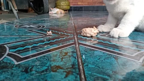A Cat is Chewing Stock Footage 242728913