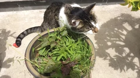 Cat Chewing On Grass 스톡 동영상 165006518