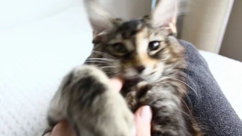 Cat chewing hand Stock Footage 114126139