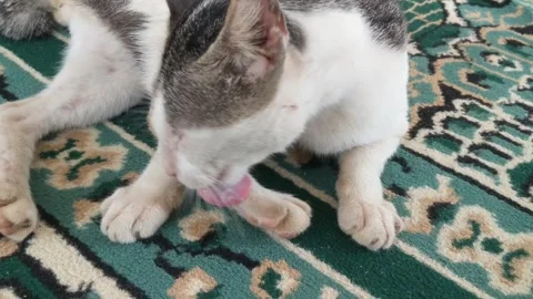 The cat is chewing his feet Stock Footage 256883459
