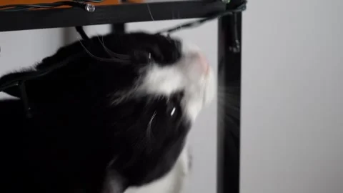 Cat chewing household objects, teething behavior, playful domestic pet at home Stock Footage 326002907