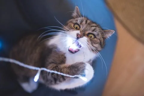 Cat chewing on light string Stock Photos