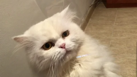 Cat Chewing Tape Stockbeeldmateriaal 98242862