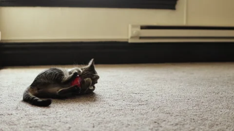 Cat Chewing on Toy Video stock 240954406