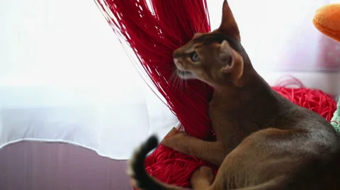 Cat Chews Curtain Stock Footage 40032141