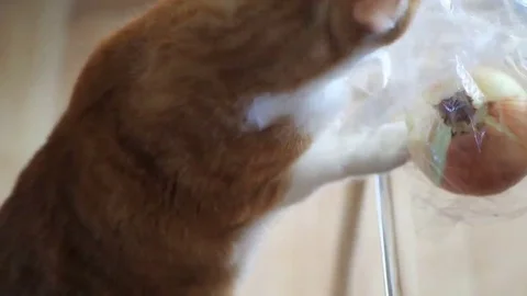 Cat chews on plastic bag Stock Footage 69108715