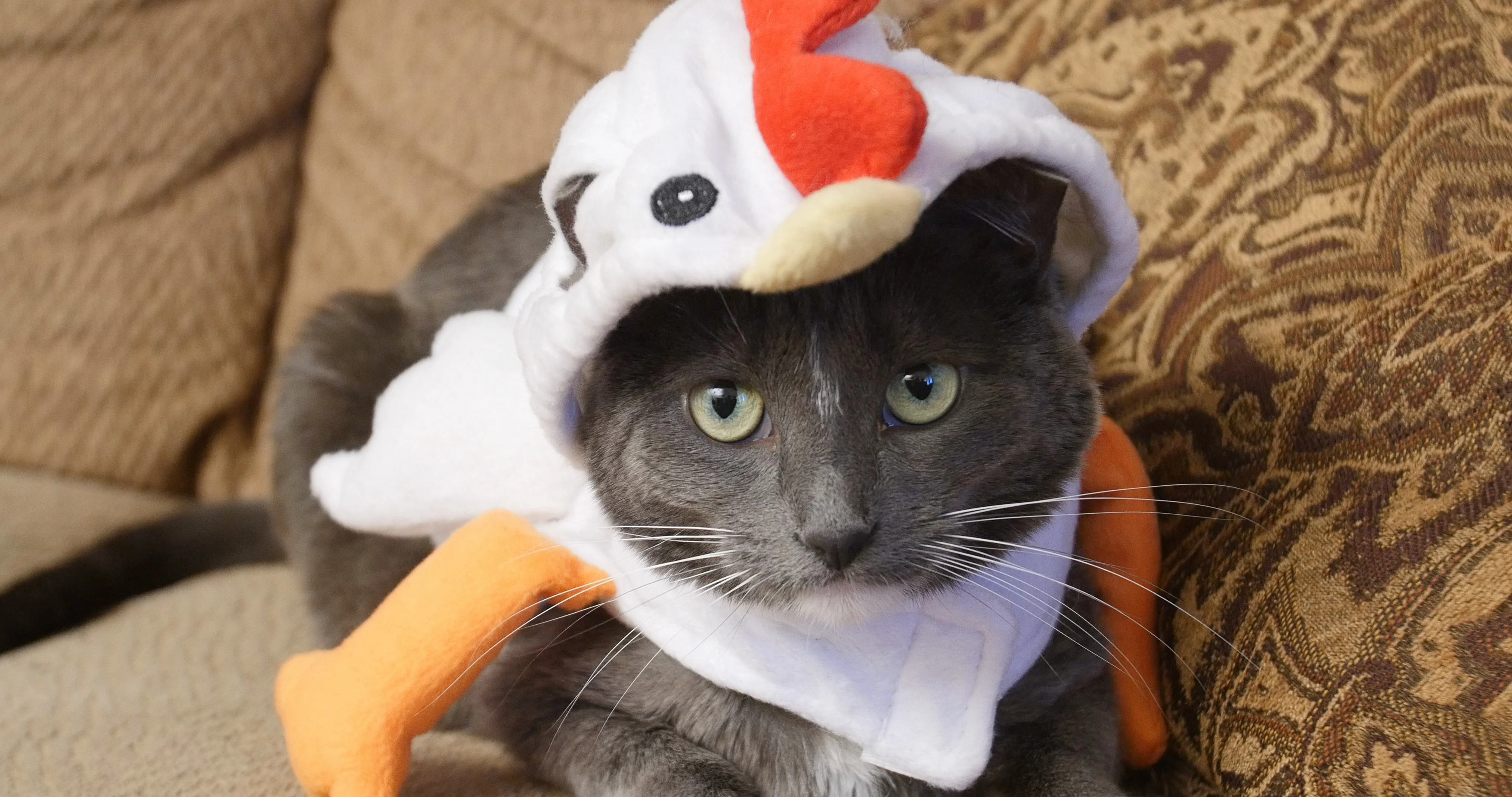 Cat shop chicken costume