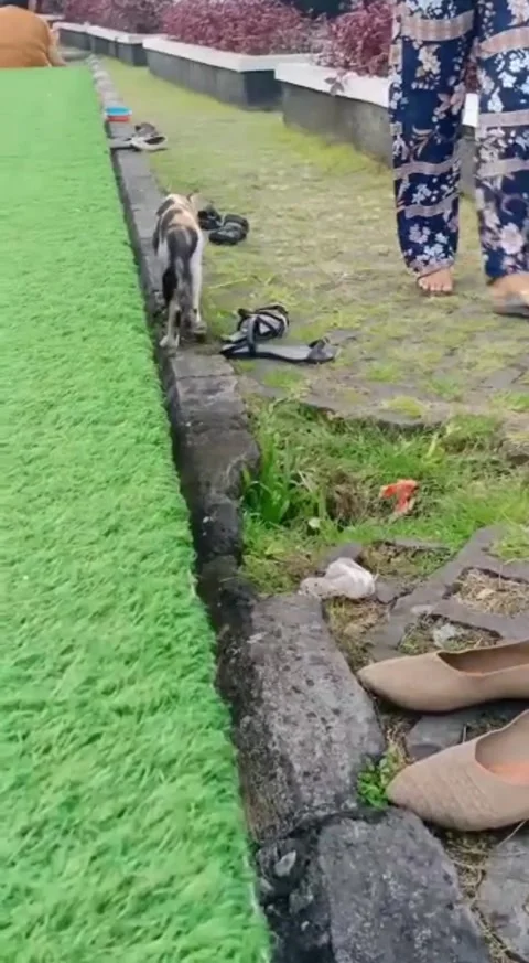 Cat in the children's playground Video stock 194367021