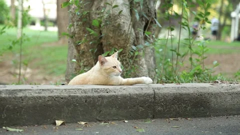 Cat Chilling and Lean Against Concrete in Park Stock Footage 153574452