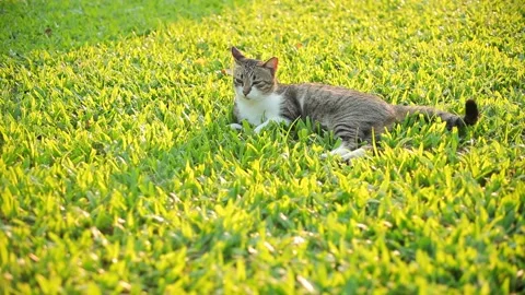 Cat Chilling and Sitting on Grass Stock Footage 153578604