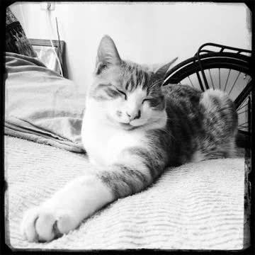 A cat chilling on a bed in a student flat Фото