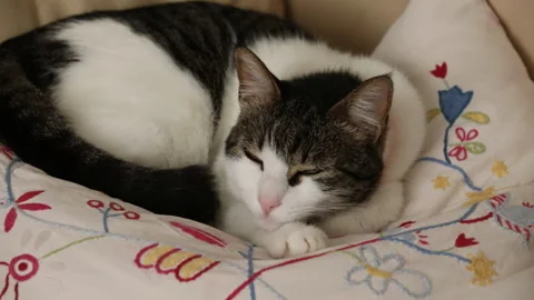 Cat Chilling. Stock Footage 146542554