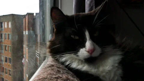 Cat Chilling Stock Footage 195272639