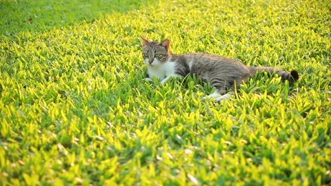 Cat Chilling on Grass in Evening of Day Stock Footage 153578602