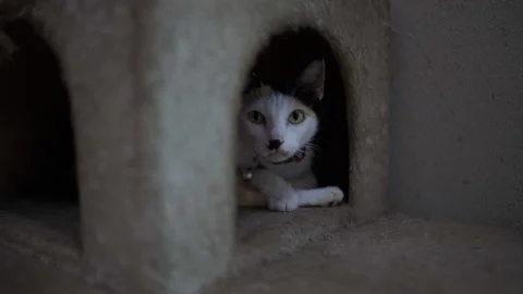 Cat chilling in it's playhouse. Stockbeeldmateriaal 174663142