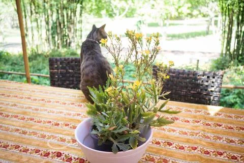 Cat Chilling Out On Dinner Table Stock Photos