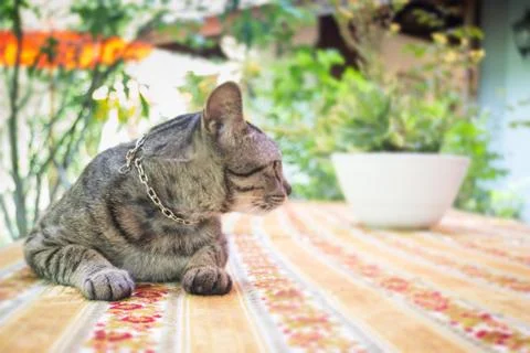 Cat Chilling Out On Dinner Table Stock Photos