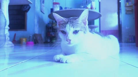 Cat Chilling Out Stock Footage 303410367