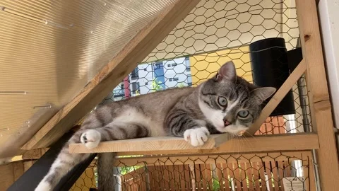 Cat Chilling Outside 4k Stock Footage 155149193