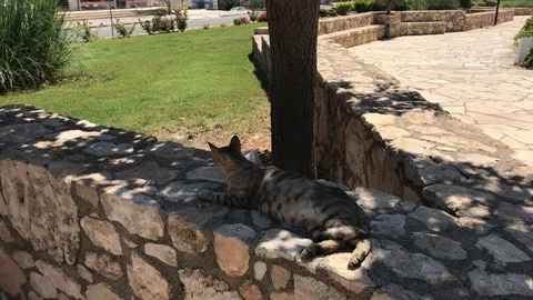 Cat Chilling Under a Tree Shadow Video stock 92964886