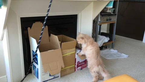 Cat chooses which box she wants to jump Stock Footage 310496997